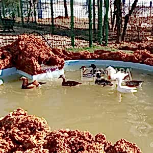 Kaz/Ördek Havuzu 01